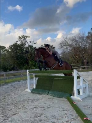 derb was very good today 💁🏼‍♀️ @margo told me to post 😌 #DerbyKruzeraqha #rideforchrome #equestriansoftiktok #dreamlandfarmsfl #hunterhorse #aqha 