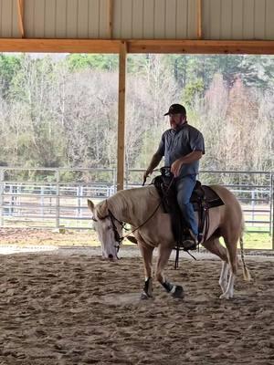 #tweetybird is coming along so nice! 🐤 #NextLevelPerformanceHorses #horsetraining #horsesoftiktok #horsetrainer #palefacedunit #nrha #apha #aqha #nrcha 