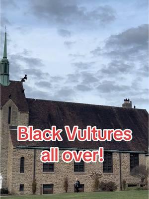 Vultures sitting on the church, is this a sign? #nature #wildlife #vulture #vultures #blackvulture #turkeyvulture #birds #raptors #animals #animal #bird #church #catholic #neat #fyp #foryou #foryoupage #foryour #foryourpage #fypシ #fypシ゚viral #didyouknow #fyppppppppppppppppppppppp #tiktok #viral #viraltiktok #viralvideo #nationalgeographic #crittercam #mole #moles #hornets #yellowjackets 