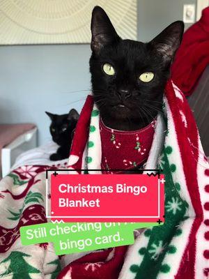 12/10 would snuggle. #christmasblanket #blackcatsrule #kittylover 