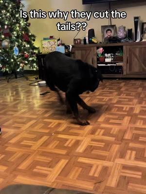 I think hes broken. #dogsoftiktok #rottweiler #funnyvideos #fyp #spinning #wontstop #animals 