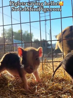 Baby #piglets! Getting to know this new Litter is so much fun! SoCalMiniPigs.com ##cutebaby ##pigletsoftiktok ##animalsoftiktok ##PetsOfTikTok ##pet##piggy