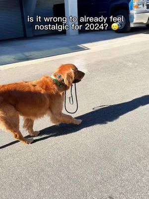 A year of walking myself #2024recap #recapvideo #nostalgic #nostalgia #goldenretrieverlife #puppytiktok #goldenretrieverpuppy #rewind #sillydog #goldenretrieversoftiktok #dogmom #nostalgIA 