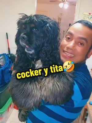 cockers 🥰 #LIVEhighlights #TikTokLIVE #LIVE #cocker #cockerspaniel 