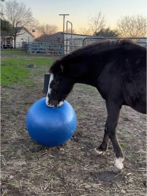 Stealth getting used to his new toy 😅 Of course it ends up in the water lol #colt #studcolt #blackhorse #spanishmustang #mustanghorse #horseball 