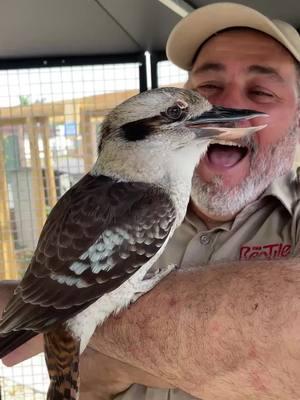 Hopefully this helps you through Monday haha try not to laugh😅 The kookaburra bird will have you laughing all day lol have a good week🙌 Hope everyone had an amazing Thanksgiving and enjoyed some time with their loved ones😁 I know some of us do not like Monday but that doesn’t mean we can’t all share a laugh😂 • • • • #haha #happy #wednesday #funny #animals #laughing #bird #reels #laugh #lol #super #cool #video #friends #hilarious #animal #nature #comedy #fun #thanks #tik #tok #tiktok #tiktokanimals 