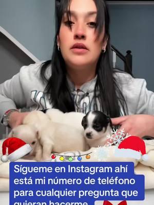 Sigeme en instagram para que no te pierdas nuestras camada ❤️🐶#sweetchihuhuashotel #angelachihuahuas #chihuahua #chihuahuas #chihuhuawelpe #welpe #welpen #puppy #puppies #zucht #zÜchter#chihuahuazüchter #chihuahuapuppy #puppiesoftiktok #tik #tiktok #video #videoviral #fyp #foryou #foryoupage #hund #hundewelpen #sweet #baby #lustig #lovely #Viral #viralvideo #viraltiktokr #sweetchihuhuashotel #chihuahua #perrostiktok #perros #perrostiktokers #perrosfelices #cincinnati #cincinnatiohio #viralvideo #SmallBusiness #smalldogs #puppy #puppytiktok #puppydog #puppycheck #chihuahuastiktok #chihuahuas #mujeres #amordemadre #amordemivida #amorpropio♡ #amor #sale #fyu #fyupage #fyupageシ #ohio #cincinnati #mundo #