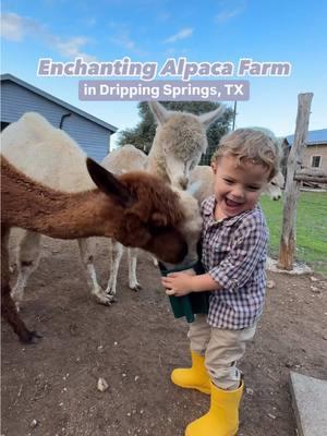 Alpaca Farm Tours 🦙 for $20 near Austin, TX 🐓 @sundancehillfarm in Dripping Springs is offering farm tours every Saturday for just $20 for adults & $10 for kids! Tours are 45 minutes- an hour long and you’ll have a chance to cuddle & feed the alpacas, see their chickens lay fresh eggs, & visit the other animals on the farm. They also have a cute dairy cow named Milady! Alpacas are super friendly & love meeting new people. Take photos with the alpacas and learn all about these sweet animals!  Extra tour dates have been added around the holidays so be sure to check their website. ⭐️ Have a special event coming up? You can also rent alpacas for weddings, birthday parties & more! Contact them for details. 📍 Sundance Hill Farm, Dripping Springs, TX #texasfarm #drippingsprings #drippingspringstx #farmlife #alpacafarm #alpacas #fyp  