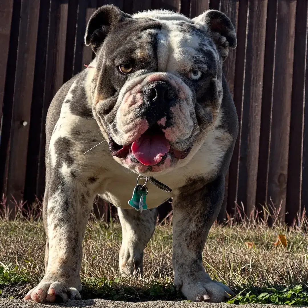 #englishbulldog #bulldog #bulldogsofinstagram #englishbulldogsofinstagram #dogsofinstagram #dog #bulldoglife #bulldoglove #bulldogs #puppy #englishbulldogs #dogs #englishbulldogpuppy #bulldogpuppy #bulldoglovers #bully #bulldogsofig #puppiesofinstagram #puppylove #englishbulldoglovers #frenchbulldog #englishbulldogsofig #dogoftheday #puppies #englishbulldoglife #bulldogdays #igbulldogs #britishbulldog #instadog #Love