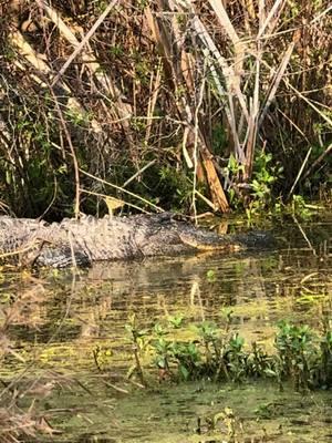 Wolf dog spotted in Florida @Matt  @brianjohnsadventure Thanks Matt. Fun sound. #fypシ #sharih55 #foryoupage #florida 