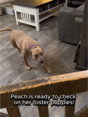 #peach #puppyvisit #happytail #auntiepeach #tapdance #pitbullsoftiktok #cleaningsupplieslitter #puppiesoftiktok #pawsitivetailskc 