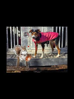 Recap of our hunt last week, shoulda had 3 altogether for a lil midday hunt! #Squirrels #squirrel #squirreldog #cur #curdog #prettyinpink #ladyhoundsman #womenhunttoo 