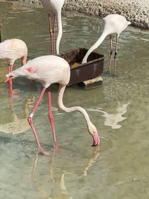 That One Guy At The Christmas Party #flamingo #funnytok #funnyanimals #funnybirds #disney #lol #cutetok 