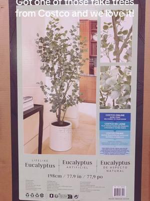 #costco #costcofinds #viraltree #eucalyptus #eucalyptustree 