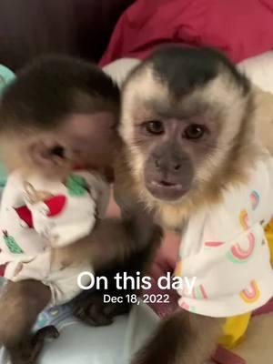 Look at baby Everett & Willow❤️ #everetthenry #willowkate #onthisday #babymonkey #capuchin #monkey #monkeyoftiktok 