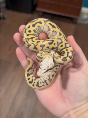 Our leopard firefly desert ghost 100% het clown boy! #PetsOfTikTok #desertghostballpython #desertghostclown #babysnake #ballpythonsoftiktok #chadcrewsmagic #nevermorepythonemporium 