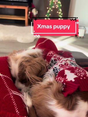 Nothing better than a puppy! #foreverthefletchers #jakeandella #PetsOfTikTok #christmastime 