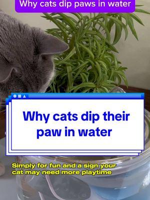 White cats dip their paws and water  #catsoftheworld #cats #catslovers #catsvideo 