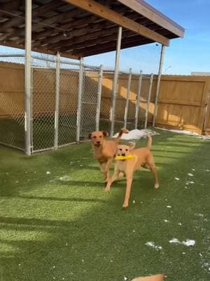 buddy time is one of my favorite services that we offer! ❤️❤️ #PetsOfTikTok #dogsoftiktok #playingwithdogs #buddy #petresort #bestfriend #doggydaycare 