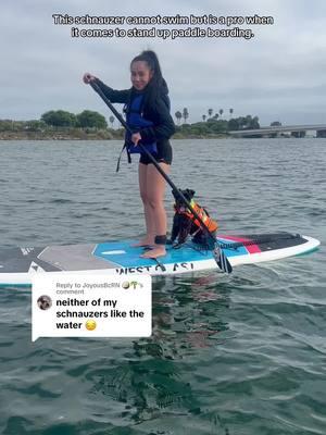 Replying to @JoyousBcRN 🥥🌴 My schnauzer cannot swim but loves playing in the water and surprisingly good at paddle boarding. 🏄‍♂️  #paddleboard #dog #adventure #schnauzer #dogmom 