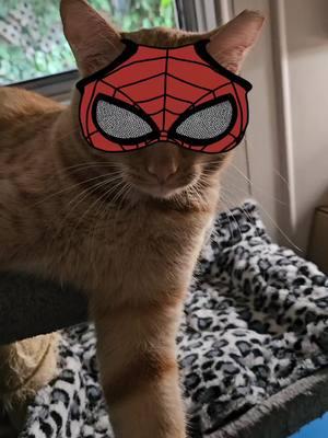 #spiderman #FERAL #TNR #GINGERCATSOFTIKTOK #iloveyou #bestfriend #crazycatlady #TRENDING #catlover 