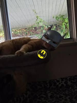 #batman #catlover #TRENDING #crazycatlady #bestfriend #iloveyou #GINGERCATSOFTIKTOK #TNR #FERAL #