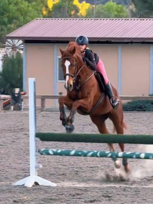 super good boy today!🤎 yes i forgot which way to go lol #horses #equestrian #jumper #monty #horse #fyppp 