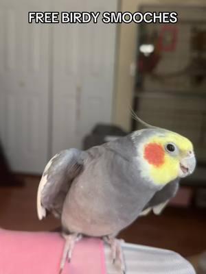 Yums was feeling generous #cockatiel #bird #yumyumthetiel #parrot #parrotsoftiktok #cockatielsoftiktok 