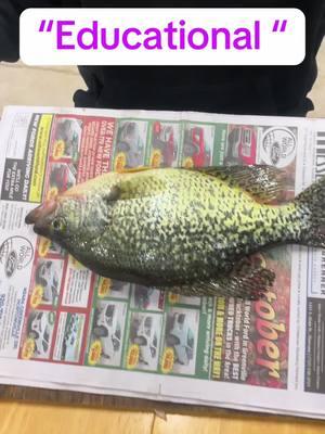 “Educational “How to filet a #crappie easy and delicious!One of the best eating fish there is!#fishing #Outdoors #icefishing #fishingtips #fyp #fishcontent #fishingtiktoks #fisherman #icefish #fishinglifestyle #fishtok #fish #trending #fypシ #foryourpage #wisconsin #edutok #education #filet 