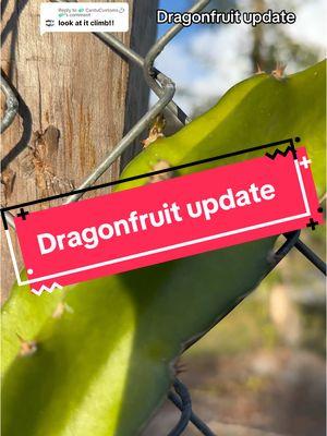 Replying to @🧼 CantuCustoms💍🧼 Dragonfruit update #garden #fyp #gardening #gardenproject #gardening101 #madeinfl #dragonfruit #dragonfruitplant #dragonfruits 