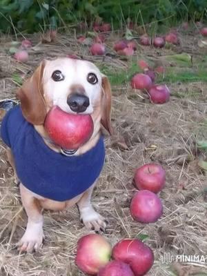 The last one is crazy 😱 Which one do you like best? 😬 #dogwithapple #dogapple #apple #dog #appledogoriginal #dogwithappleinmouthtrend #merrychristmas #christmas #fypシ 