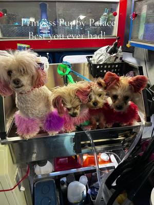 #PrincesPuppyPalace #mobilegrooming #fyp #morkie #yorkie #yorkiepooh 