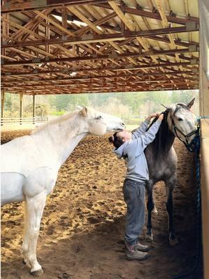 Concepts of personal space…. #lusitanohorses #gelding #mare #funnyhorse 