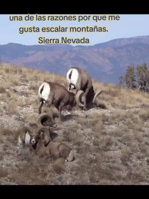 Mountain GOAT #sierranevada #chivos #montaña #nevada 