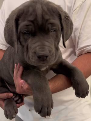 #canecorsotok #canecorosoitaliano #canecorso #guarddog #thecorsofamily #bluecanecorso #canecorsopuppy 