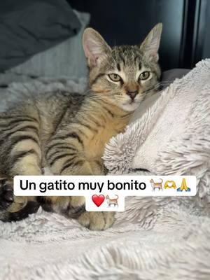 Asi sale el amor🐈❤️🫶🙏🥹🥹#viralvideo #gato #gatuno #gatos 