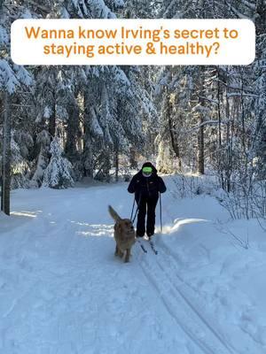 🐾💪Irv’s secret to staying active and healthy? Our AMAZING Hip & Joint supplement! 🦴  #hipandjoint #dogsupplements #goldenretriever #goldenretrieverlife 