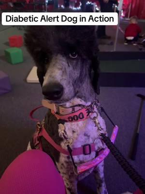 #servicedog #medicalalertdog #disabled #dogs #poodle #dog #posturalorthostatictachycardiasyndrome #did #pnes #diabetes #dissociativeidentitydisorder #did #diabeticalertdog #psychiatricservicedog #wheelchair #seizures #pots #dissociativedisorder 