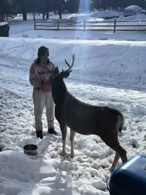 Beautiful Prince #everymorning #muledeer #misshim #Love 