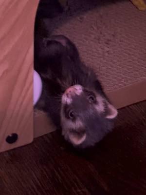 #cute #cutetok #aww #baby #babytok #tiktok #foryoupage #fyp #fyptok #haha #silly #ferret #ferrets #ferretsoftiktok #ferrettok #pet #pets #pettok #PetsOfTikTok #animal #animals #animalsoftiktok #animaltok #nyc #cutie #adorable #house #tattoos #tattoo