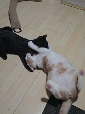 #catfight #playfight #salem #cuddles #catsoftiktok #fyp #fypシ #orangecat #blackcat #fighting #fight #lmao #sofunny 