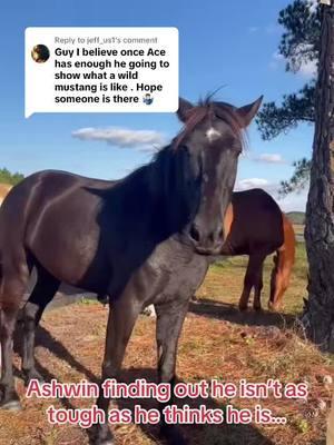 Replying to @jeff_us1 #deafcowgirl #deafhorsetrainer #horsetrainer #fyp #blmmustang #onaquimustang #ashwintheonaqui #shawavemountainshma #acetheonaqui #wildmustangs 