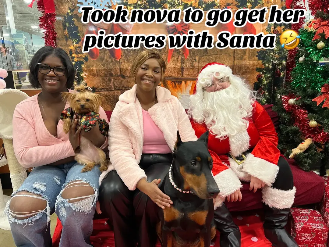 #petsmartsantaphotos #santa #yorkie #pictureswithsanta #fyp 