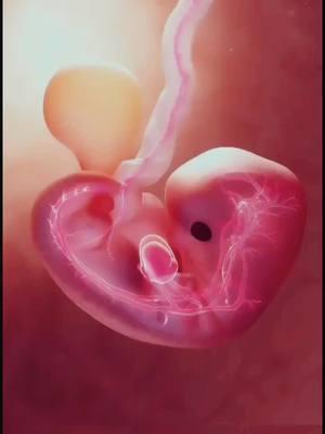 Hear Beat Of fetal @isha🥰 @💎Hijabi Queen🌙 #foruyou #viral_video #foryoupage❤️❤️ #medical_student👩‍⚕️💉 #fyp #fertilization #medical 