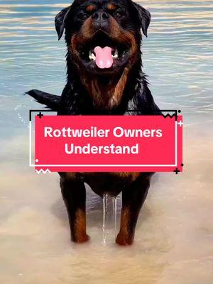 Rottweiler dog owners understand! #rottweiler #dogsoftiktok #rottweilersoftiktok #rottweilers #guarddog #protectiondog #watchdog #pet #PetsOfTikTok #dogs #dogvideos #dogdad #dogmom #dogtok #dogvideo #dog #dogsofttiktok #doglover #rottie #rotti #rottweilerpuppy #rottweilerlife #rottweilerfamily 