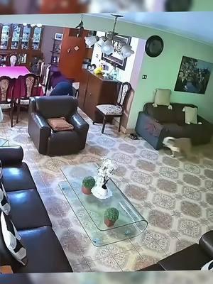 Dog in cctv##cat #cats #catsmoves #tiktokcat #catsoftiktok #fyp #foryou #funnycats #funnyanimals #funnypets #funnyvideos #kitten #funnytiktok #cutecats #pet #funny#dog#horse#Seagull #raven #crow #bird #parrot #macaw#usa#usa#usa_tiktok#Cole duck#VIRAL