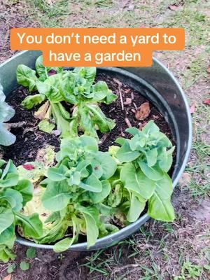 People always ask, “What if I live in an apartment and only have a balcony?” Here you go! #gurusgarden #smallspacegardening #balconygarden #patiogarden 