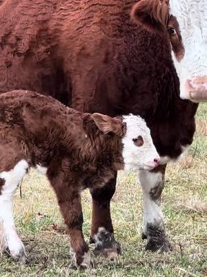 Another good #fleckvieh heifer calf ♥️ #calvingseason #justranchin #southernmo #drover