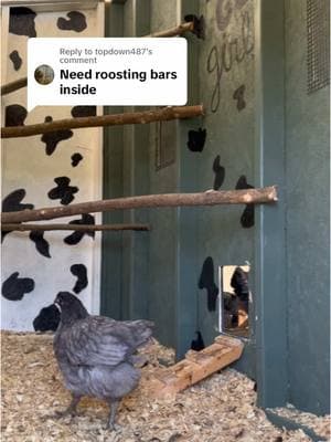 Replying to @topdown487 they have bars 😊 #chickensoftiktok #chickenfarm #chickencoop #backyardchickens 