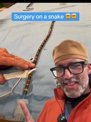 Where does the pulse ox go? #vet #snakesurgery #anesthesia #greenscreen 